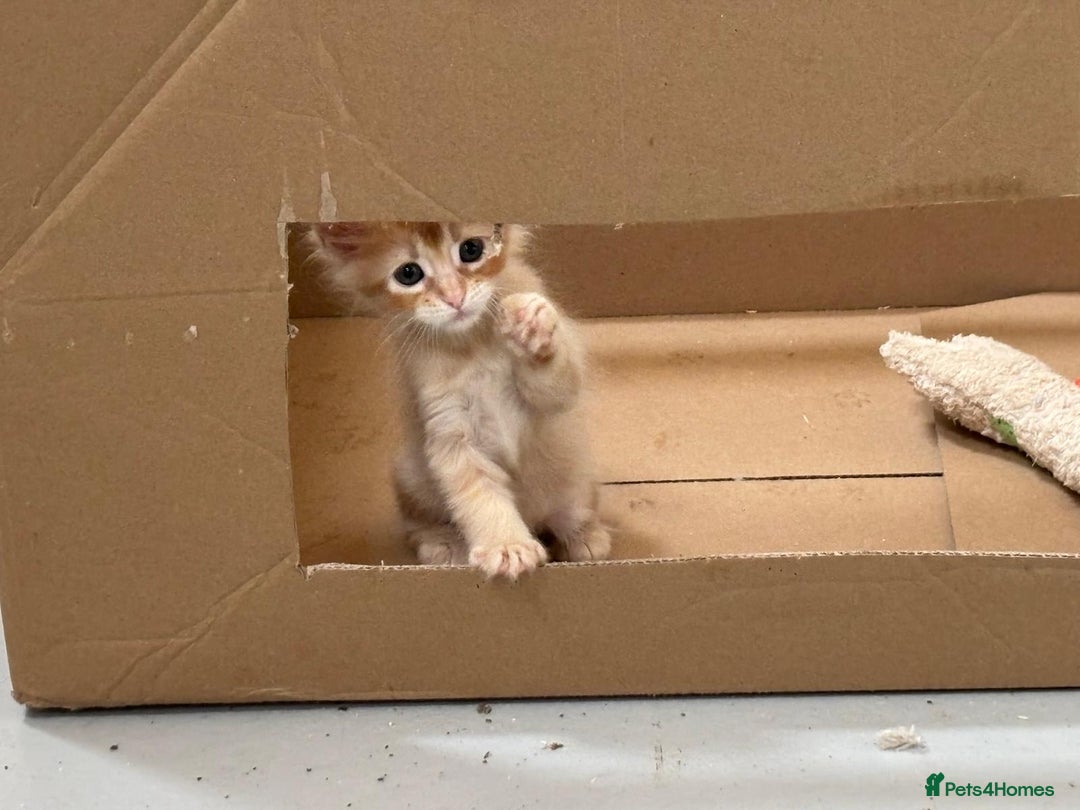 Maine Coon cats for sale: Red Maine coon female kittens, TICA reg - Image 8