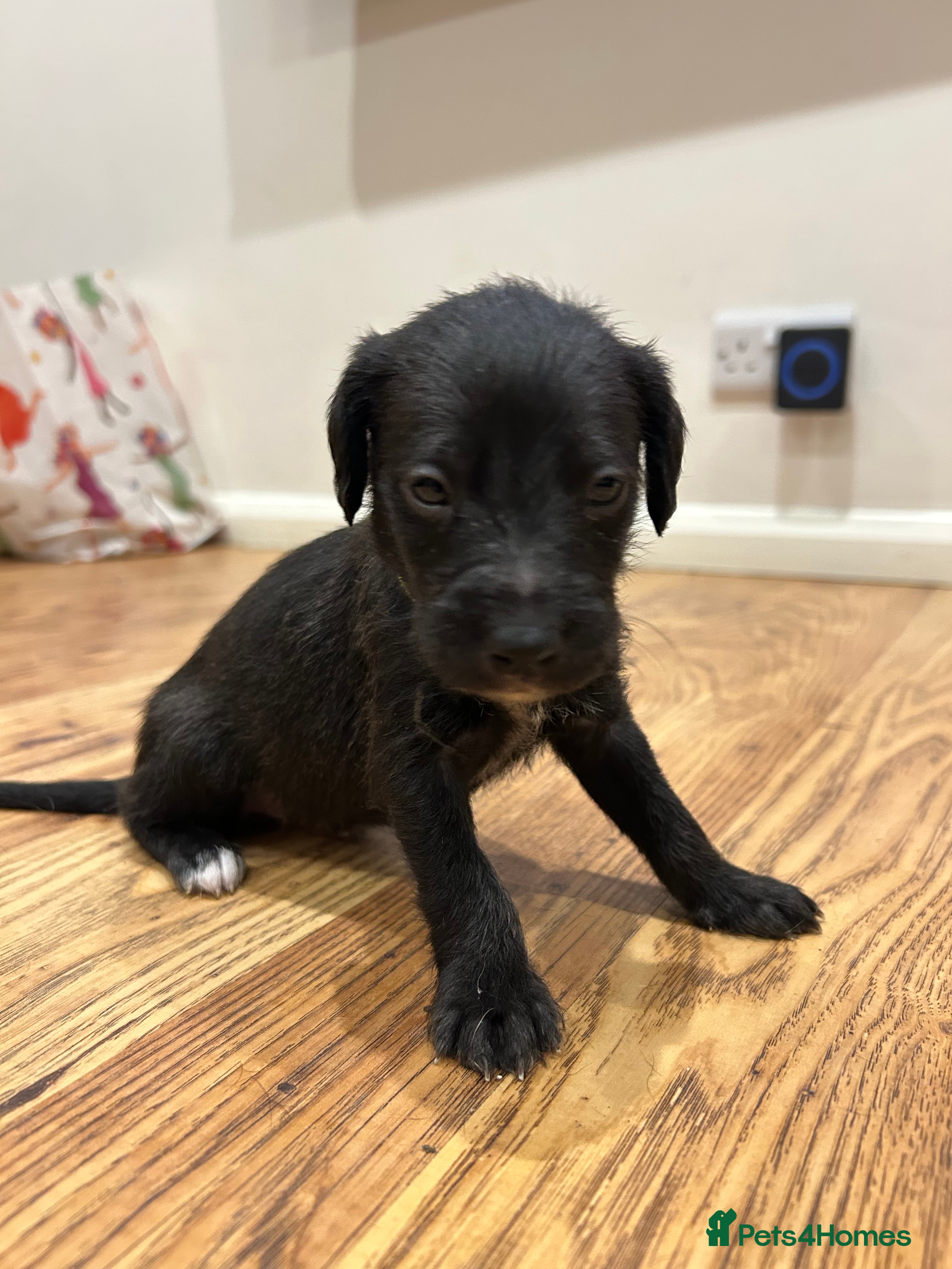 Mixed Breed dogs Bedlington Whippet first cross - Advert 1