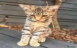 Savannah cats for sale: African bloodline, savanna kittens - Image 13