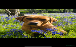 Labrador Retriever dogs for sale: Very dark Fox Red Labrador puppies - Image 4