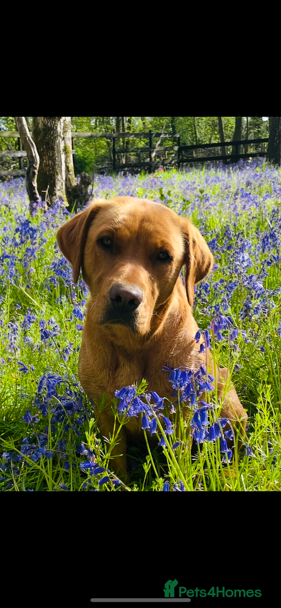 Labrador Retriever dogs for sale: Very dark Fox Red Labrador puppies - Image 4