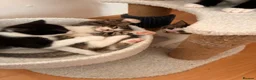 Mixed Breed cats for sale: Lovely playful kittens  - Advert 9