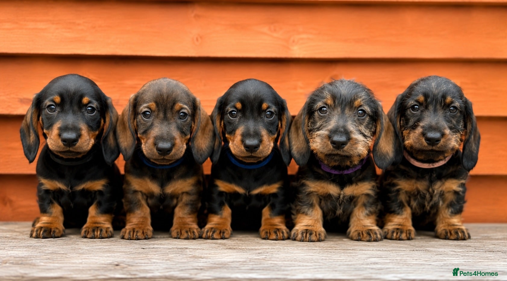 Miniature Dachshund dogs 🐾Exceptional Teckel Puppies, Ready To Go Now  🐾 - Advert 1