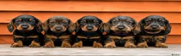 Miniature Dachshund dogs for sale: 🐾Exceptional Teckel Puppies, Ready To Go Now  🐾 - Advert 1