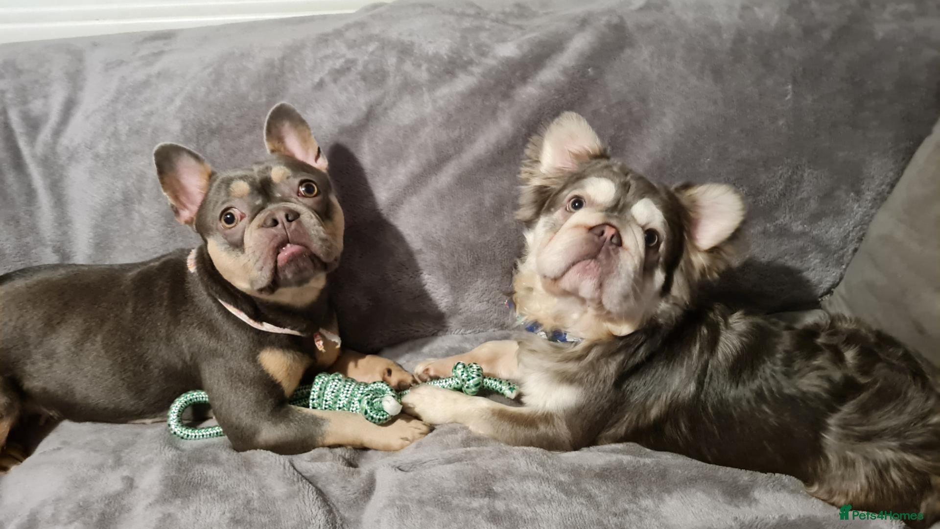 French Bulldog dogs Bitch - Advert 1