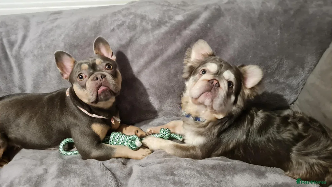 French Bulldog dogs for sale: Bitch in Derby - Advert 1