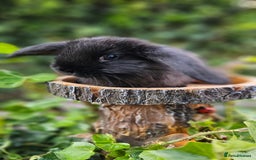 French Lop rabbits for sale: French Lop Bunnies 🐰  - Image 7