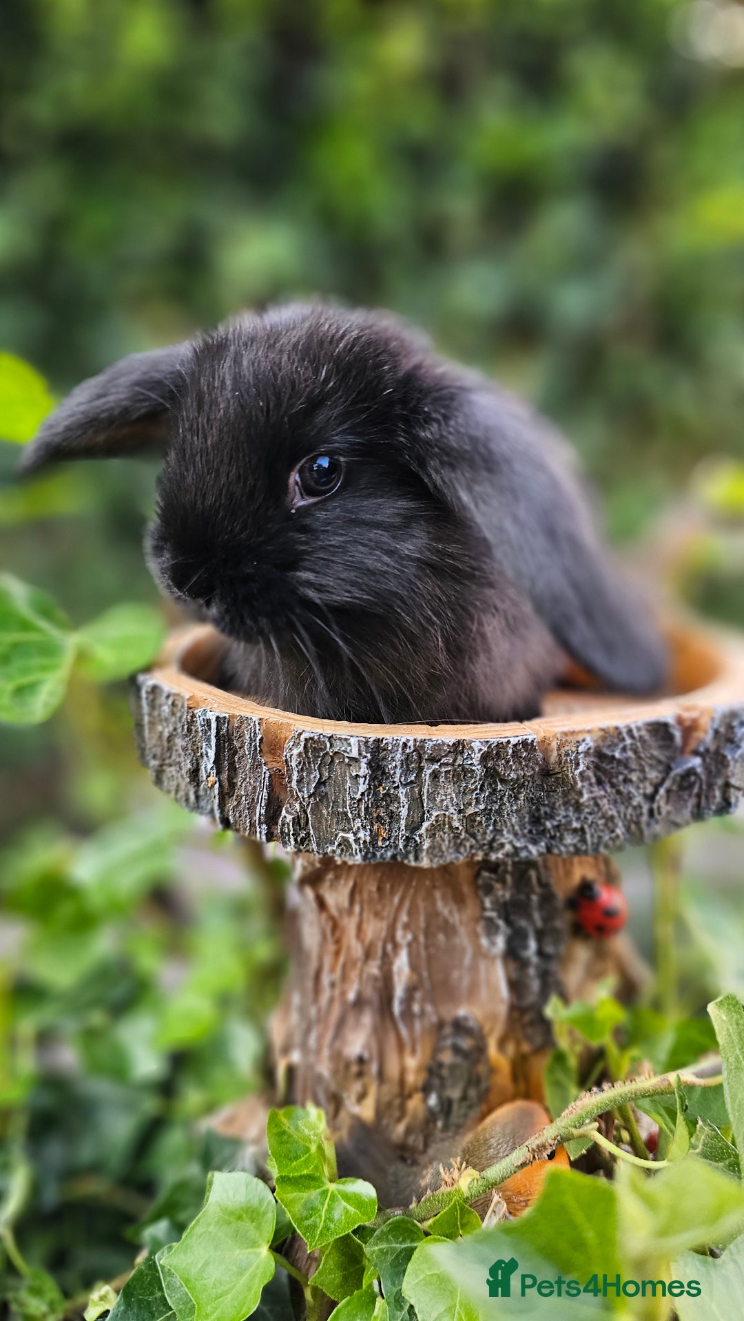 French Lop rabbits for sale: French Lop Bunnies 🐰  - Image 7