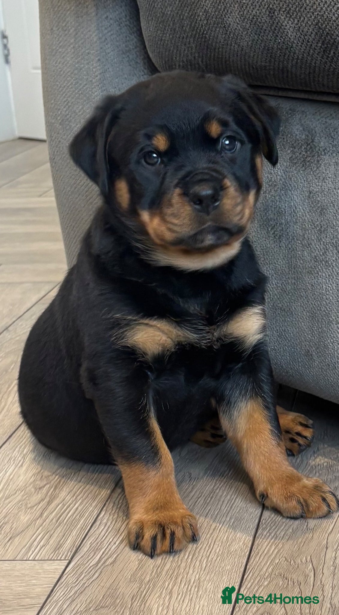 Rottweiler dogs for sale: Beautiful litter of Rottweiler puppies  - Advert 5