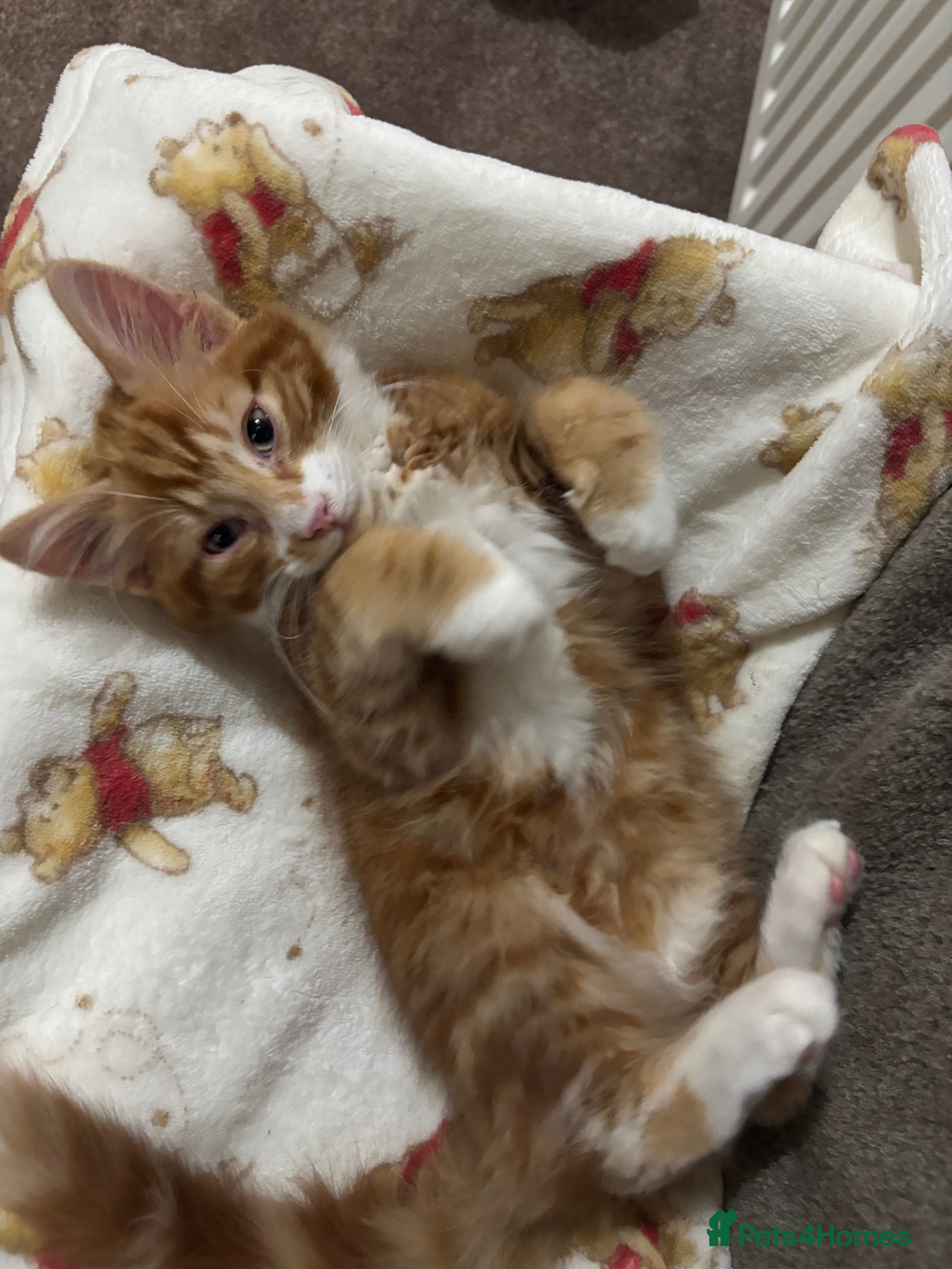 Mixed Breed cats Make ginger kitten for sale born 12th Novemeber.  - Advert 1