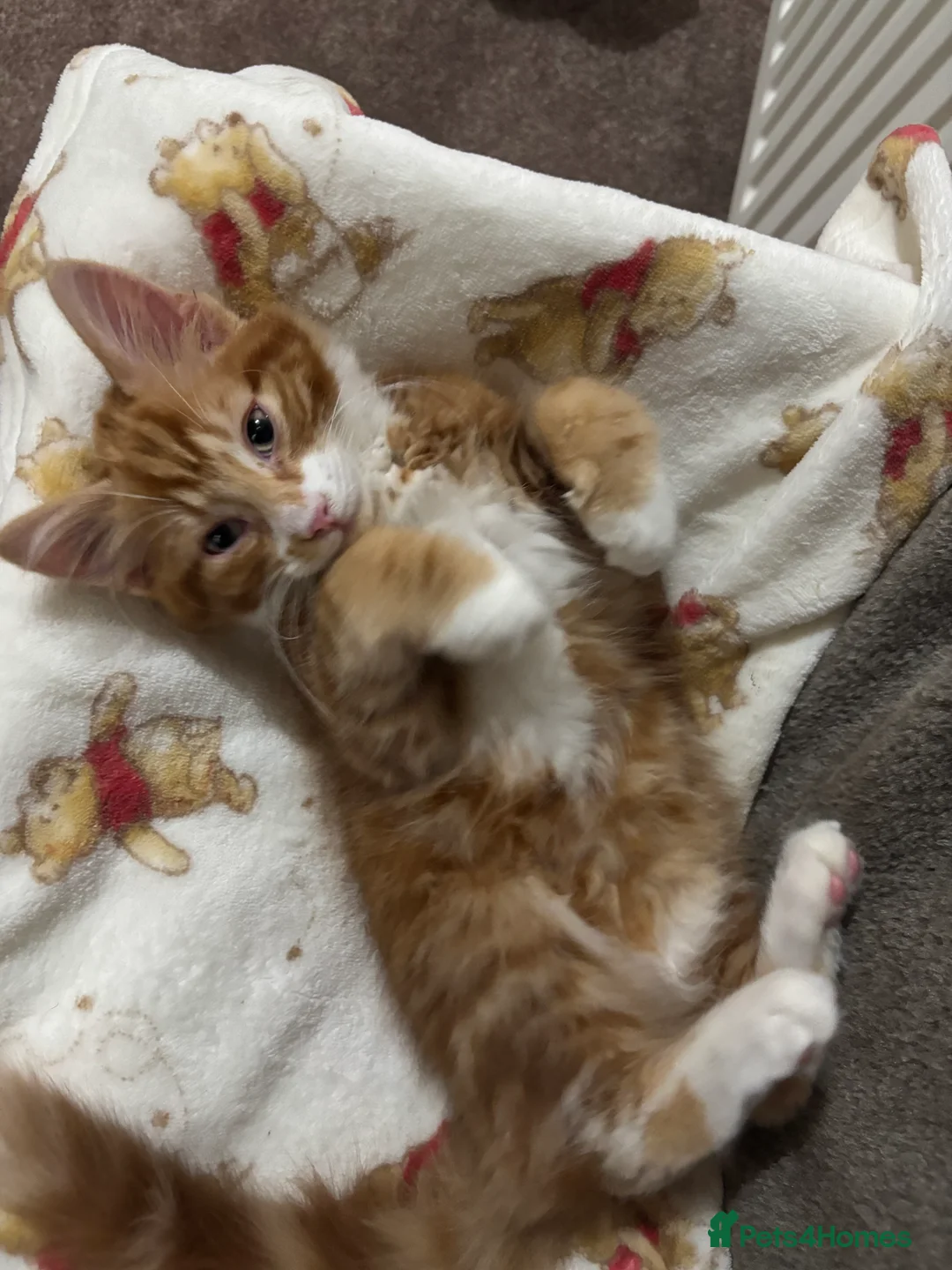 Mixed Breed cats for sale: Make ginger kitten for sale born 12th Novemeber.  - Advert 1