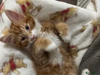 Mixed Breed cats Make ginger kitten for sale born 12th Novemeber. - Advert 1