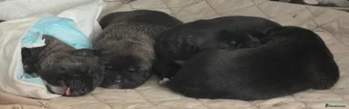 Mixed Breed 2
