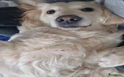 Golden Retriever dogs for sale: Golden Retriever Puppies 5 Generation Pedigree - Image 15