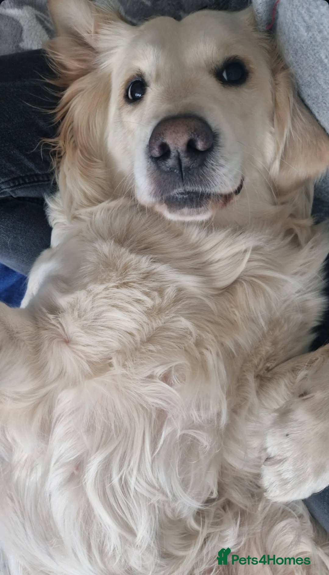 Golden Retriever dogs for sale: Golden Retriever Puppies 5 Generation Pedigree - Image 15