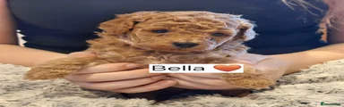 Toy Poodle Puppy 2
