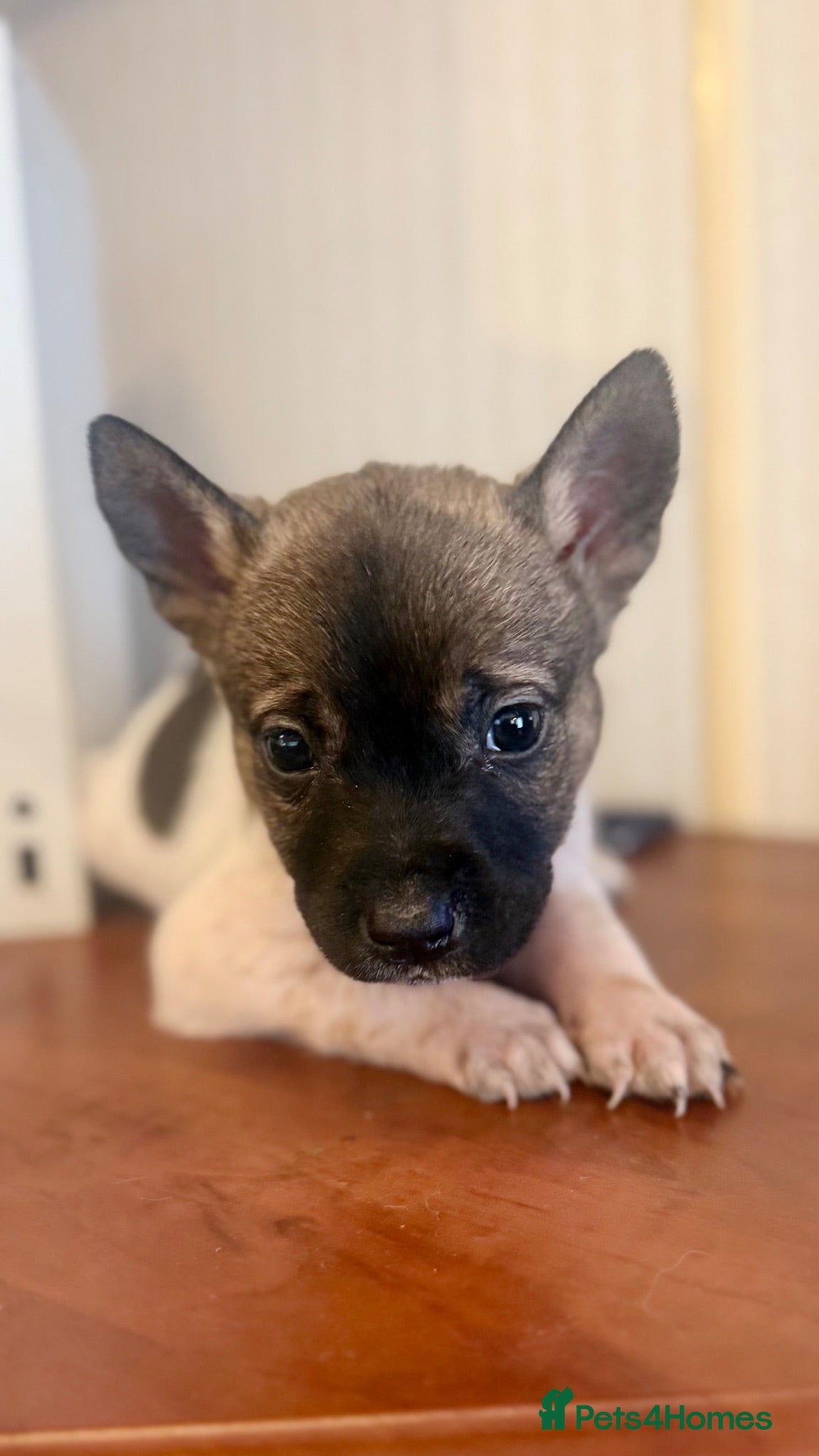 Mixed Breed dogs Puppies - Advert 4