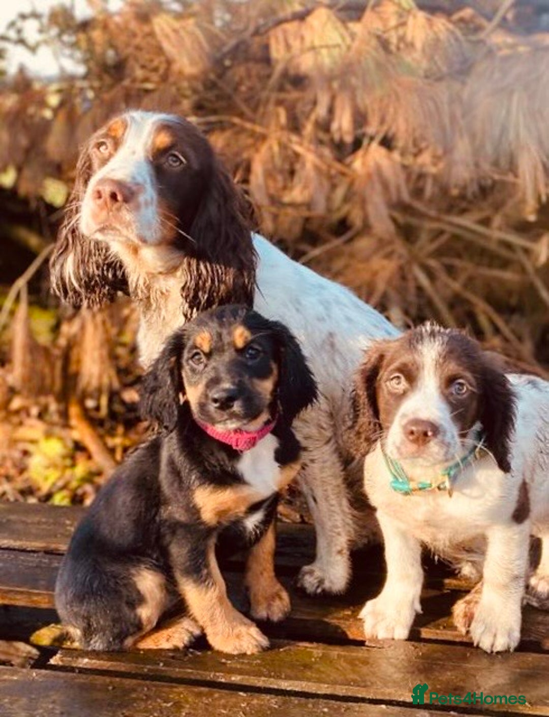 Sprocker dogs for sale: Sprocker Puppies Due - Image 3