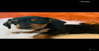 Miniature Dachshund dogs - Advert 13