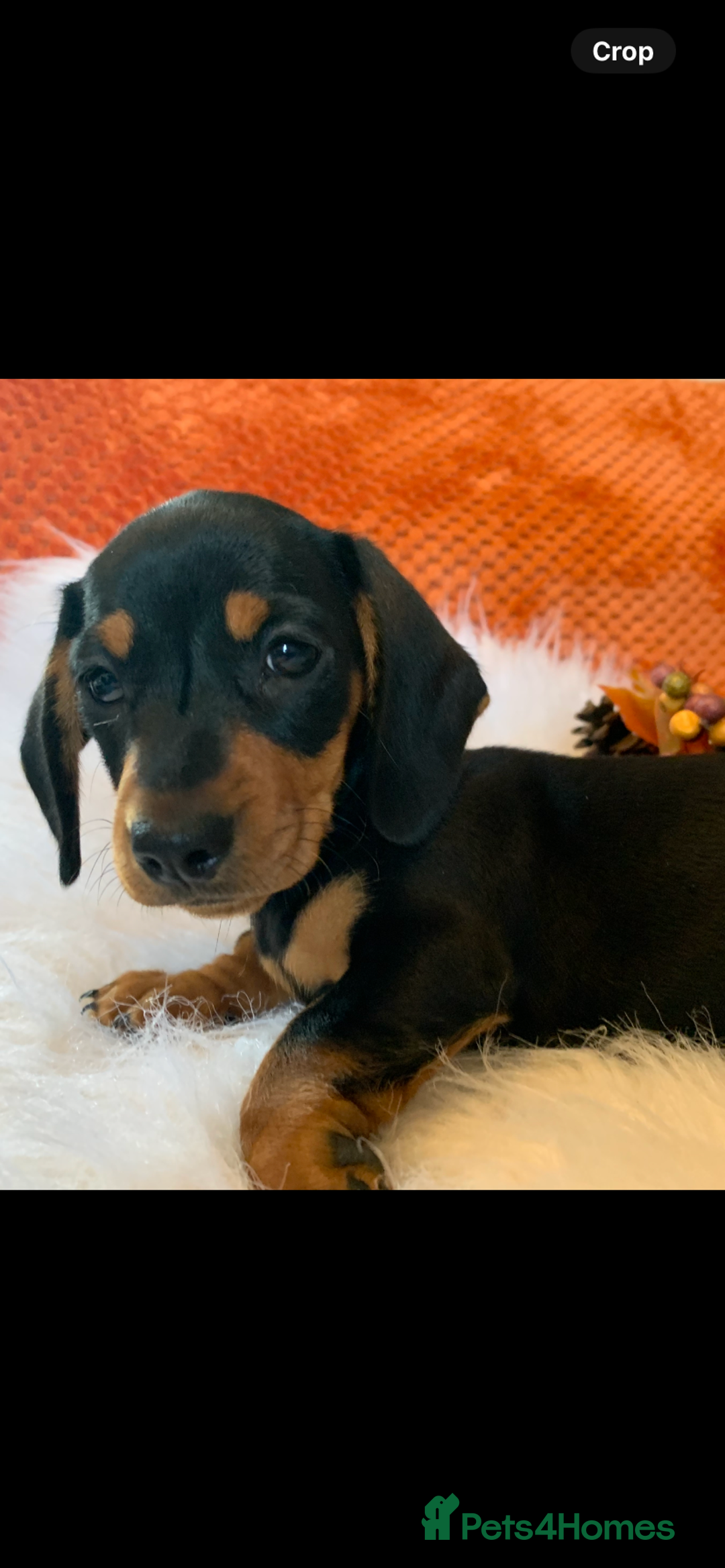 Miniature Dachshund dogs for sale: Minature daschund black and tan female available - Image 2