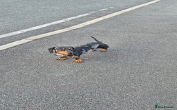 Dachshund dogs for stud: Slinky broomhead - Image 4