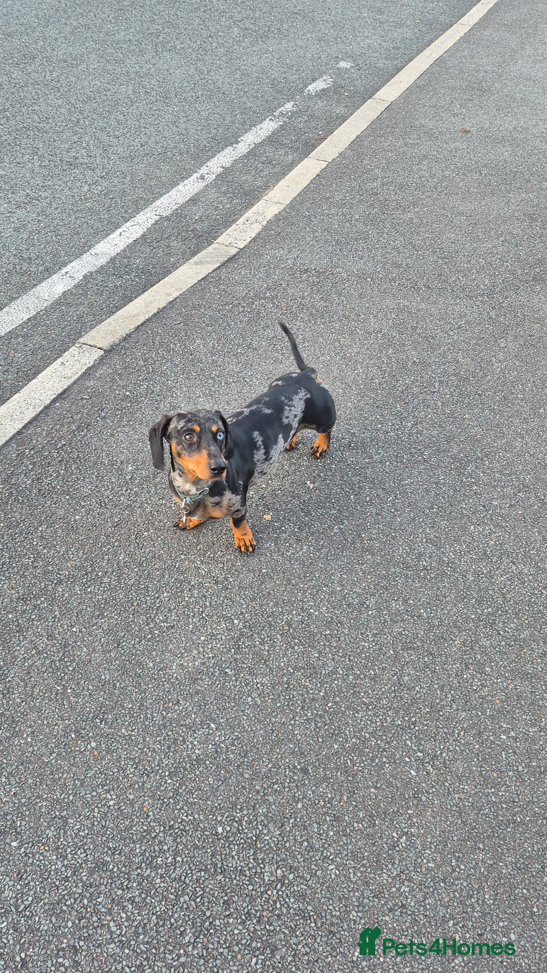 Dachshund dogs for stud: Slinky broomhead - Image 4