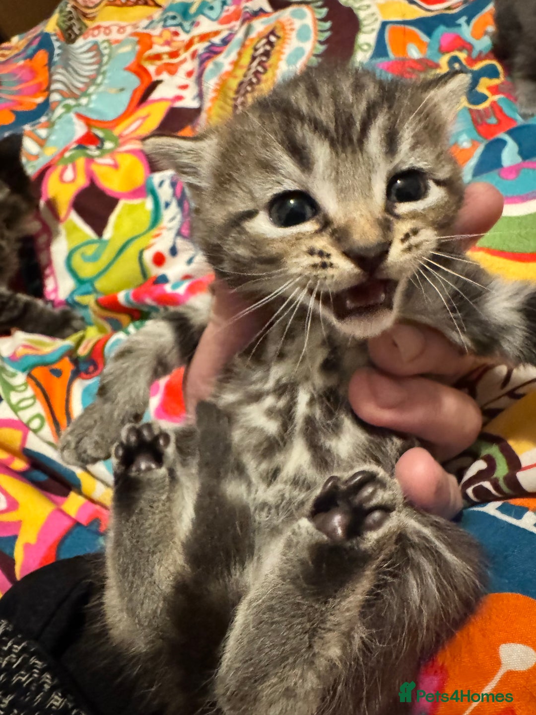 Mixed Breed cats for sale: 3 boys 3 girls  - Image 8