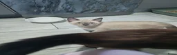 Mixed Breed cats for sale: Last boy ragdoll x sphynx  - Advert 15