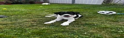 Mixed Breed dogs for sale: Dalmatian Collie Cross - Advert 2