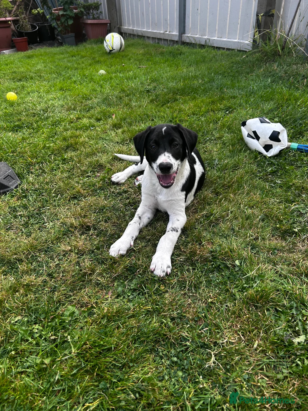 Mixed Breed dogs for sale: Dalmatian Collie Cross - Advert 2