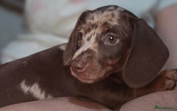 Miniature Dachshund dogs for sale: Miniature Dachshund 1 female left  - Image 9