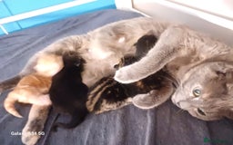 Mixed Breed cats for sale: 4 stunning kittens looking for their forever home. - Image 23