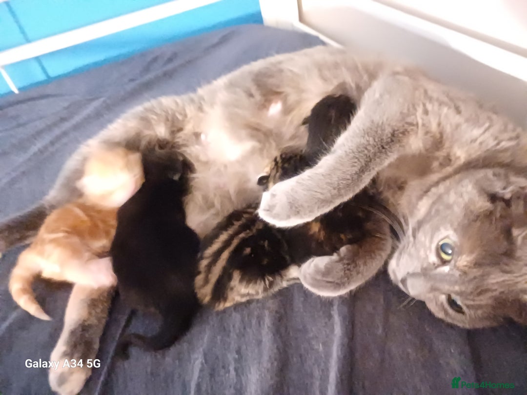 Mixed Breed cats for sale: 4 stunning kittens looking for their forever home. - Image 23