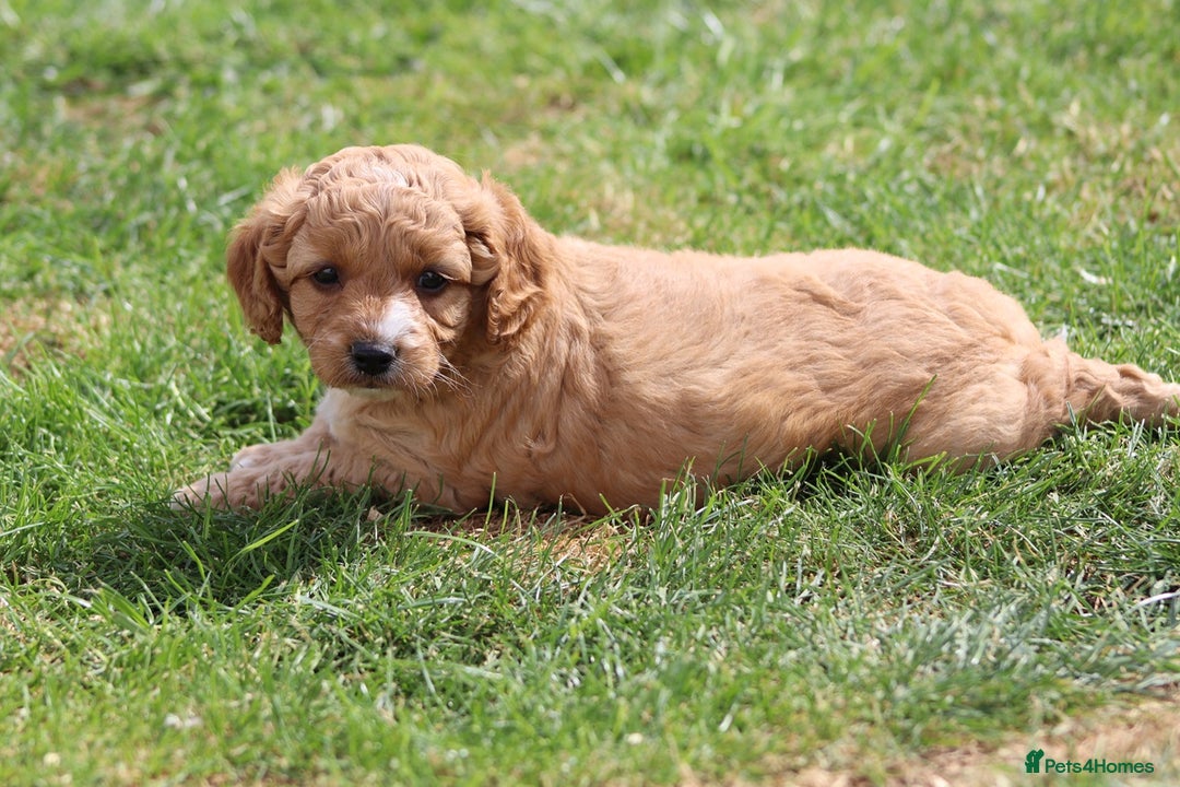 Cavapoochon dogs for sale: Beautiful Cavapoochon puppies for sale - Image 35