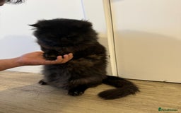 Persian cats for stud: Tongue Out, Tail Up—Let’s Play Forever! - Image 3