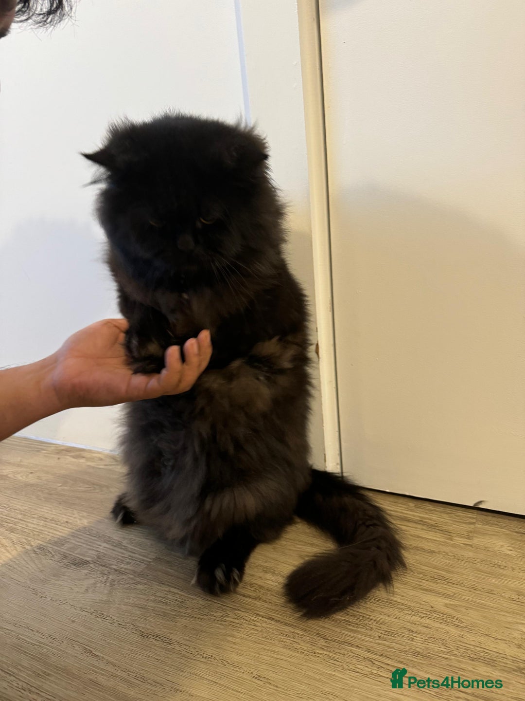 Persian cats for stud: Tongue Out, Tail Up—Let’s Play Forever! - Image 3
