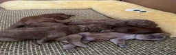 Cockapoo dogs for sale: Adorable puppies for Reservation in Deeside - Advert 7