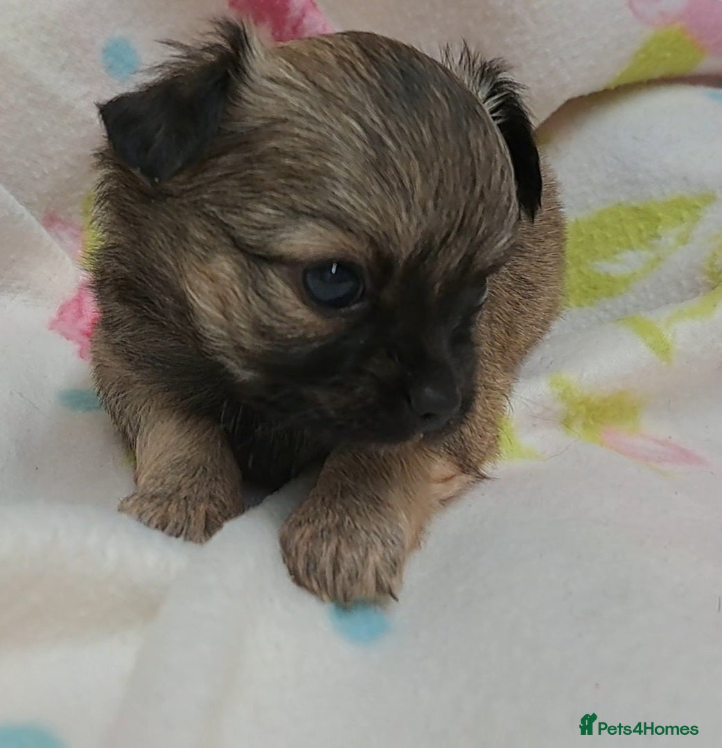 Chihuahua dogs Long Coat Chihuahua puppies for sale - Advert 11