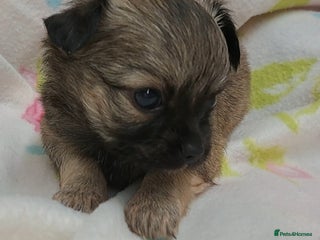 Chihuahua dogs Long Coat Chihuahua puppies for sale - Advert 11