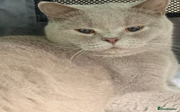 British Shorthair cats for sale: 7 British Shorthair Kittens TICA®️ – Import Lines - Image 32