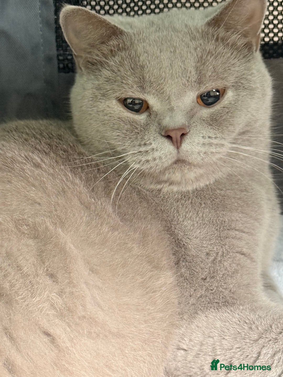 British Shorthair cats for sale: 7 British Shorthair Kittens TICA®️ – Import Lines - Image 32