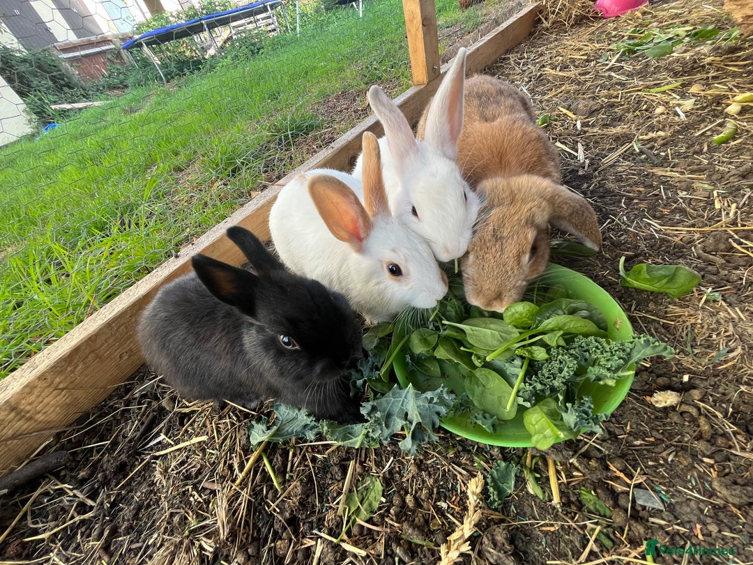 Mixed Breed rabbits for sale: Rabbits  - Advert 2