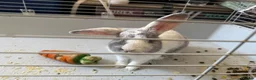 Mixed Breed rabbits for sale: 2 male rabbits in Stoke-on-Trent - Advert 1
