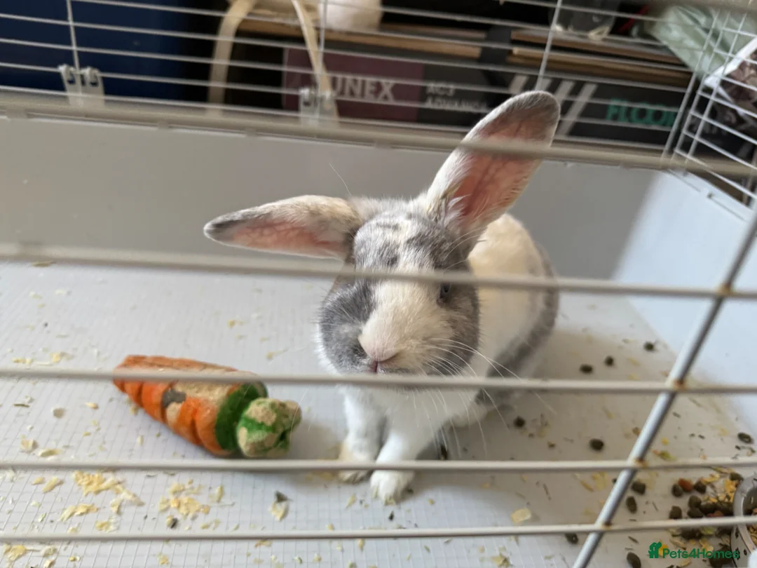 Mixed Breed rabbits for sale: 2 male rabbits in Stoke-on-Trent - Advert 1
