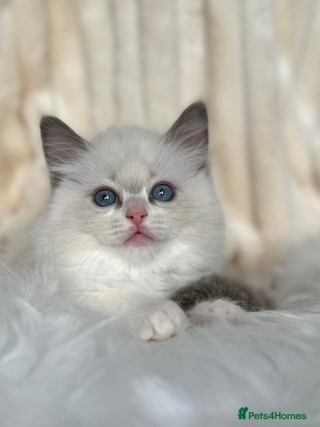 Ragdoll cats for sale: Big, cuddling cat therapist - Image 15