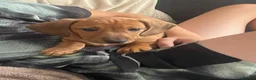 Dachshund dogs for sale: One girl left looking forever home  - Advert 3