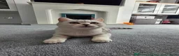British Shorthair cats for sale: BSH snowqueen Narla  - Advert 4