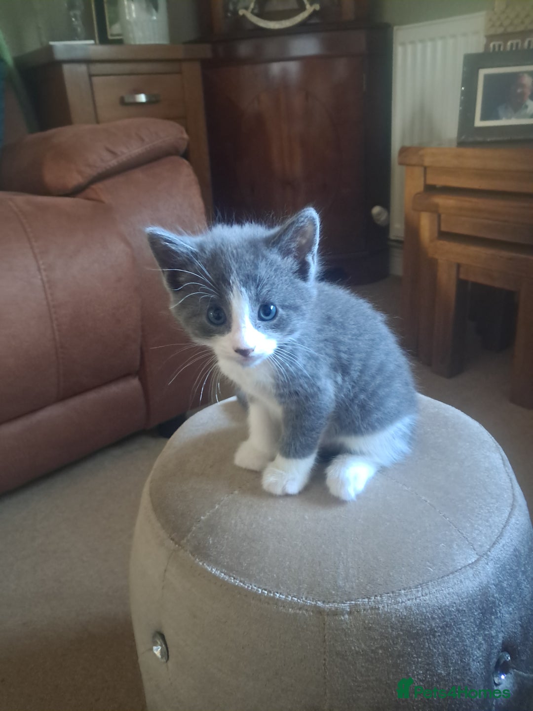 Mixed Breed cats for sale: 2 BEAUTIFUL BOY KITTENS AVAILABLE  - Image 13