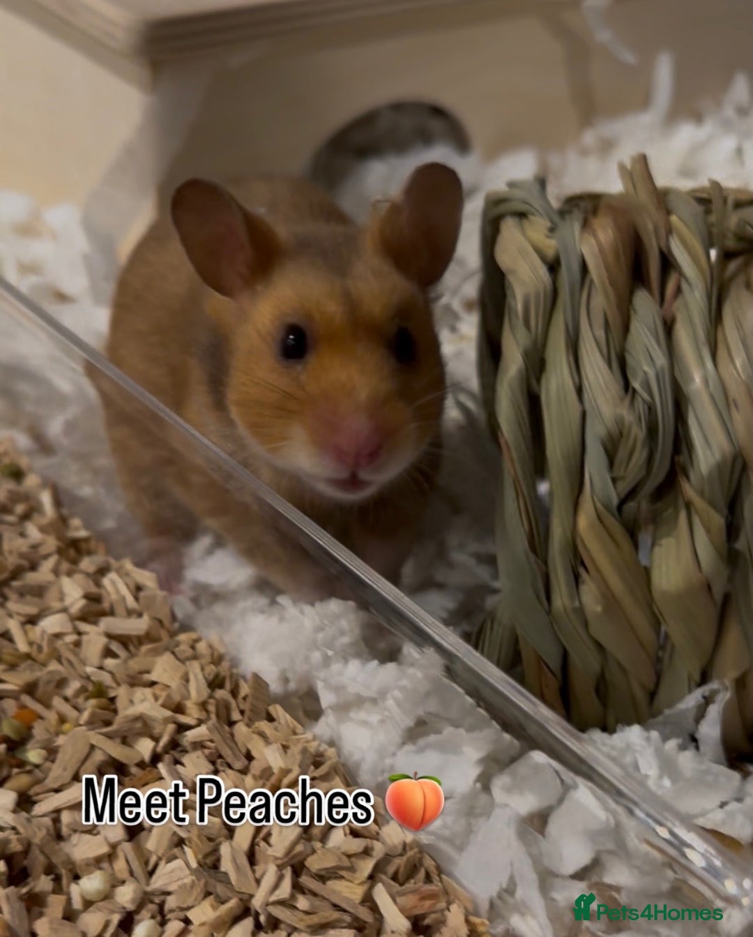 Hamster rodents for sale: Meet Peaches for adoption - Advert 1