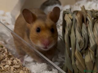 Hamster rodents Meet Peaches for adoption - Advert 6